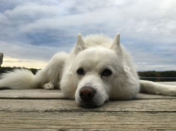 Lucky - American Eskimo