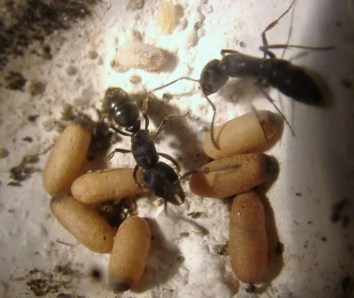 Прев'ю: Ectomomyrmex astutus — Хижак з інтелектом