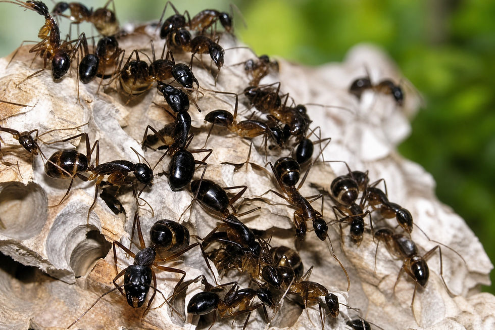 Прев'ю: Camponotus fellah 3