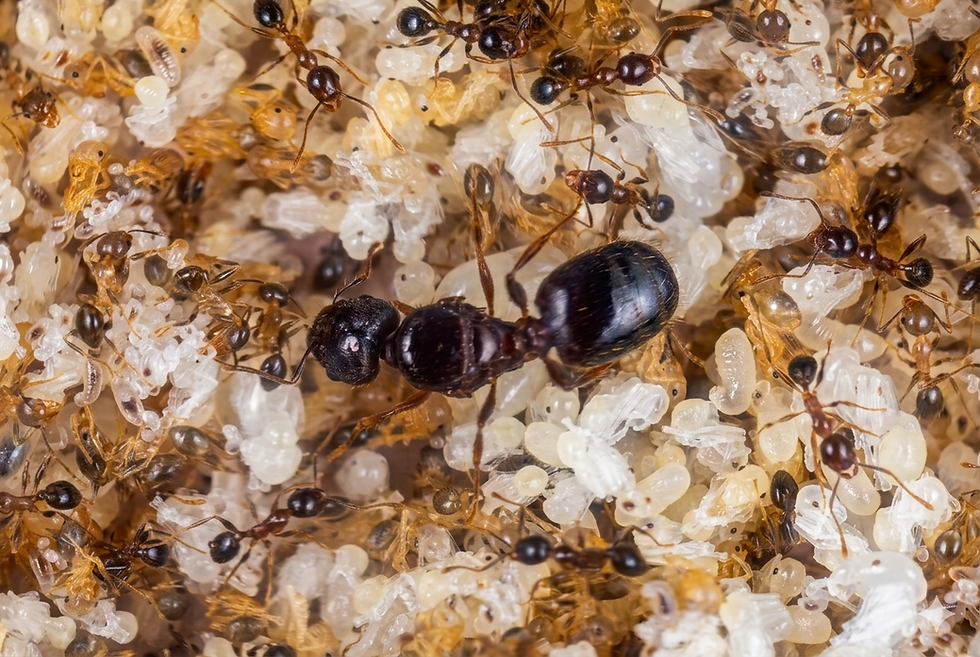 Миниатюра: Pheidole megacephala — Африканский Большеголовый муравей