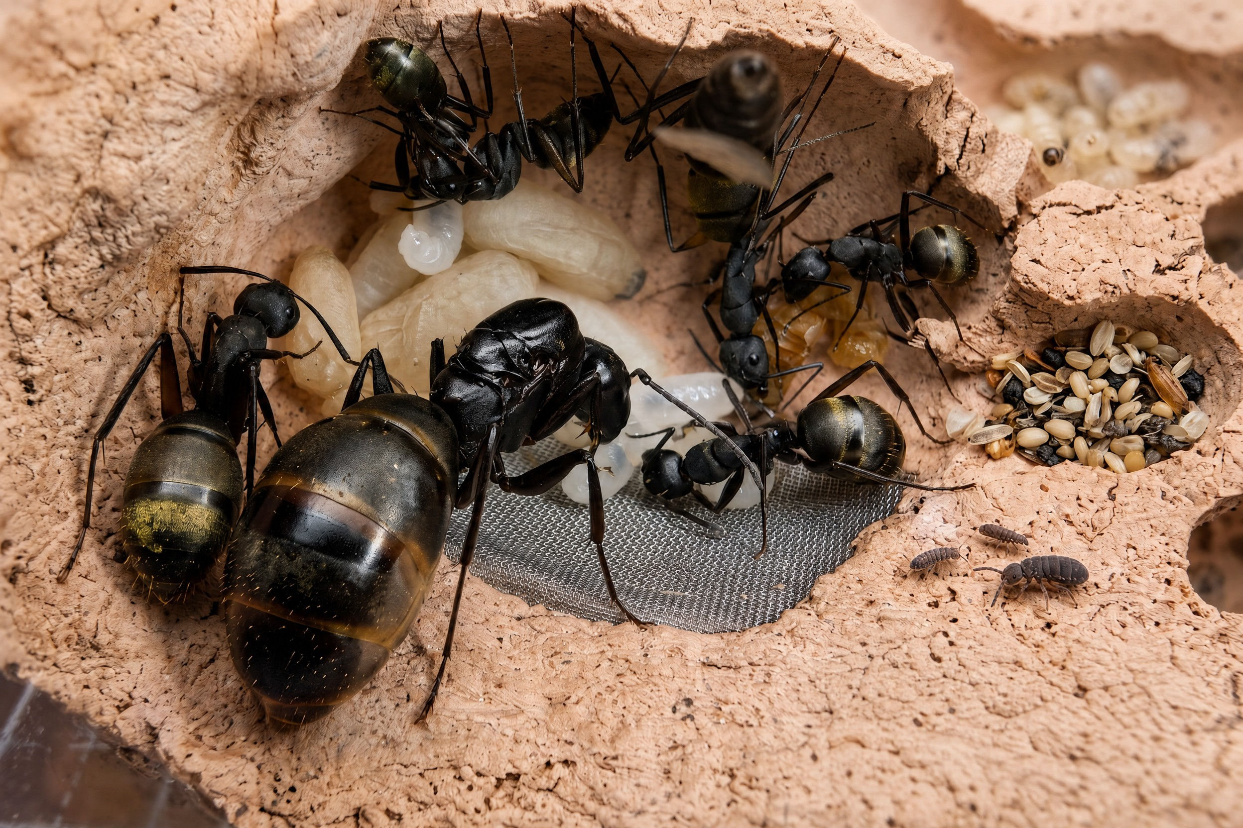Camponotus tonkinus 1