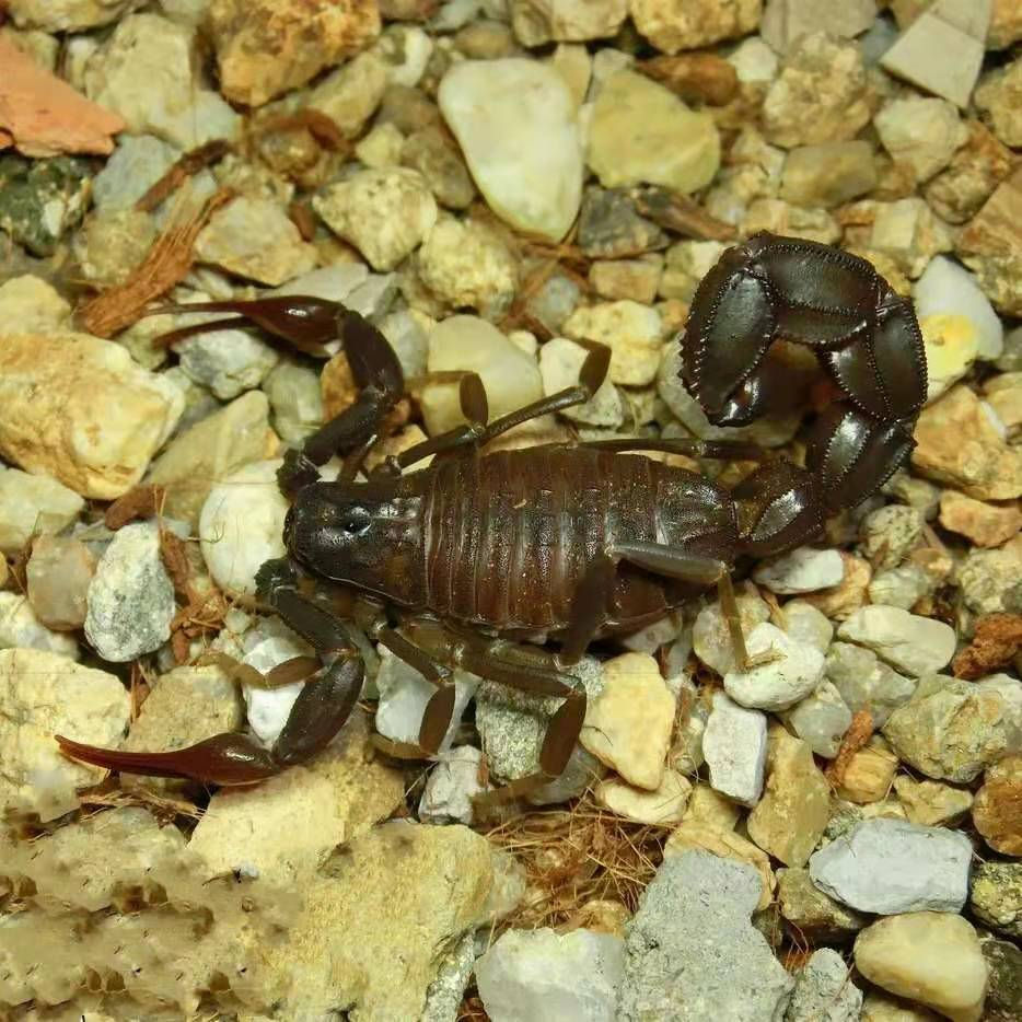 Прев'ю: Скорпион Androctonus gonneti в естественном укрытии под корой