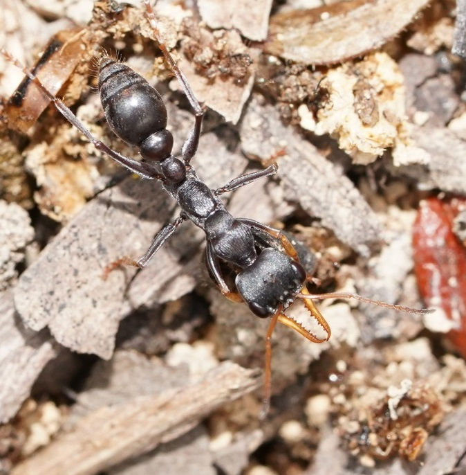 Прев'ю: Myrmecia pilosula — Мураха-бульдог Джек-стрибун (Рівень Профі)