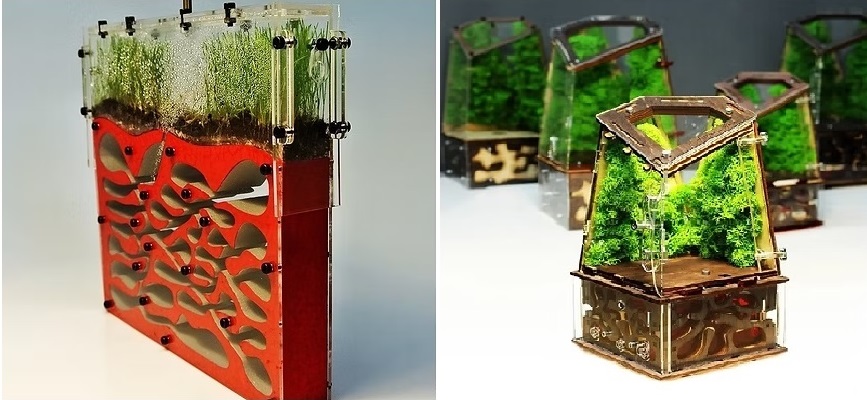 Сравнение муравьиных ферм: опасная фанерная ферма Flora с плесенью против безопасного профессионального формикария ANTMART из PETG и гипса G23.