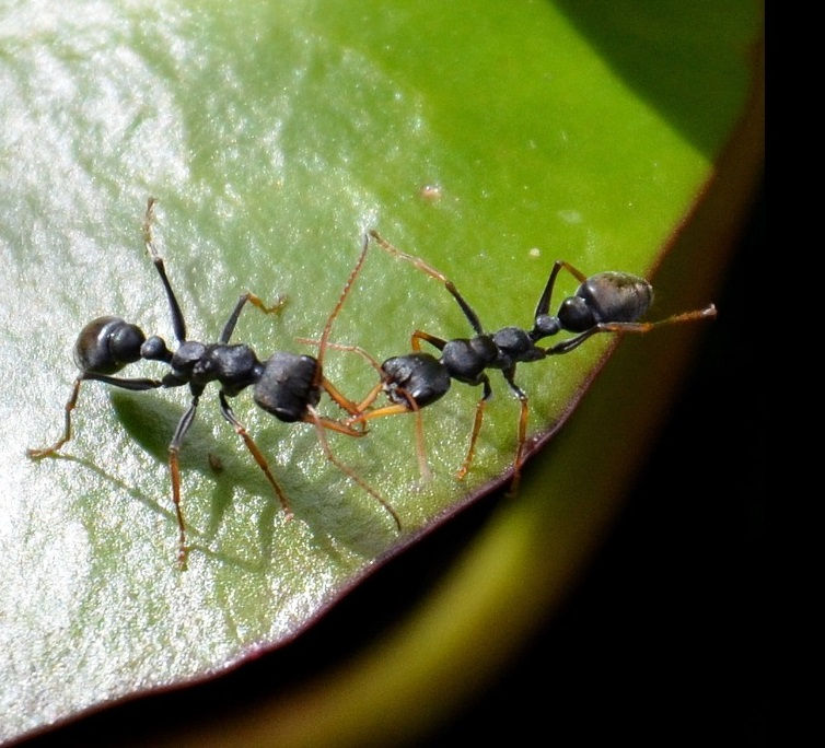 Прев'ю: Myrmecia pilosula — Мураха-бульдог Джек-стрибун (Рівень Профі)