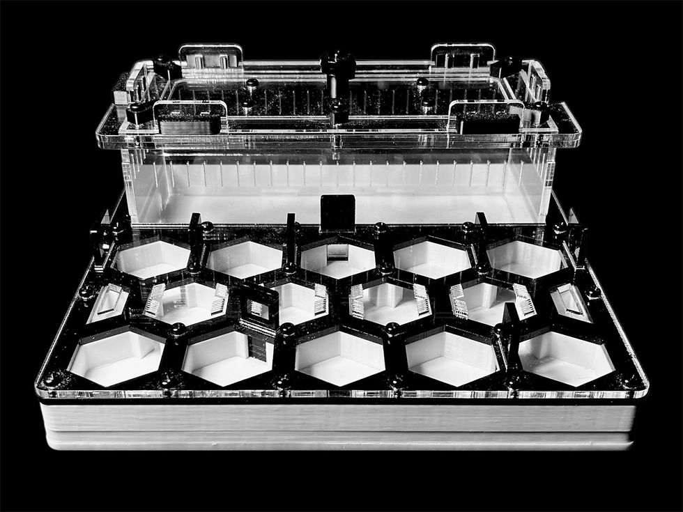 100% покрытие жилой зоны медицинским гипсом Г23 в формикарии Соты Black Б