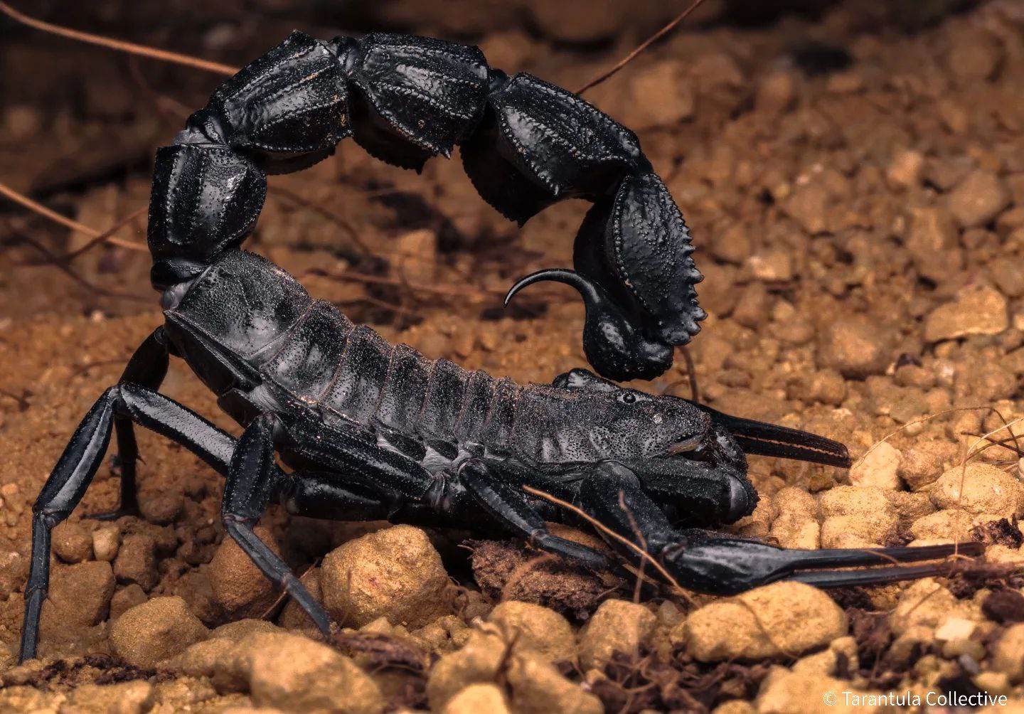 Чернохвостый скорпион Androctonus bicolor на песке — вид сверху.