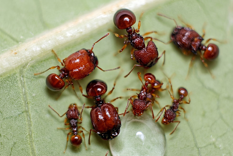 Миниатюра: Acanthomyrmex glabfemoralis 5