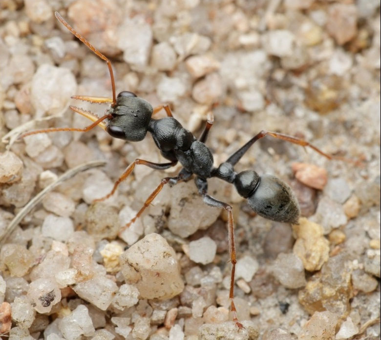 Прев'ю: Myrmecia pilosula — Мураха-бульдог Джек-стрибун (Рівень Профі)