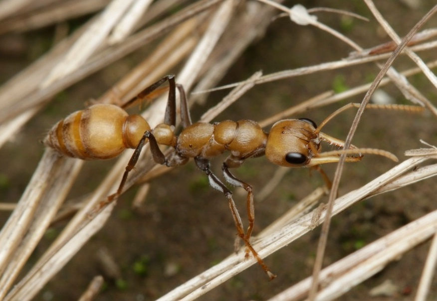Прев'ю: Myrmecia pilosula — Мураха-бульдог Джек-стрибун (Рівень Профі)