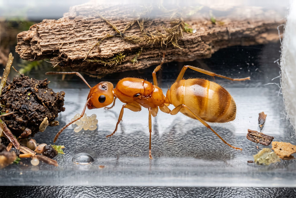 Миниатюра: Camponotus fragilis 