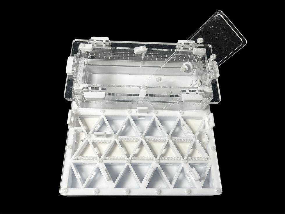 Миниатюра: Вид сверху на градиент влажности в белой гипсовой ферме для муравьев Camponotus.