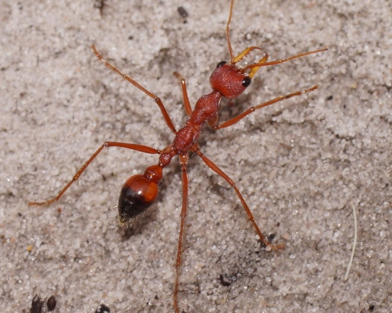 Миниатюра: Myrmecia gulosa — Красный муравей-бульдог (Уровень Профи)