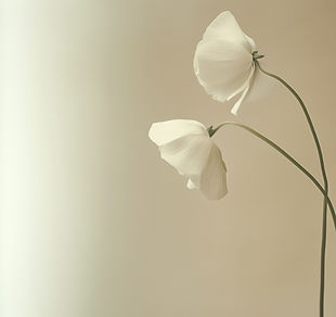 yuvalna_photo_An_elegant_botanical_photograph_of_two_white_ranu_ff002b0b-d752-449f-b038-05