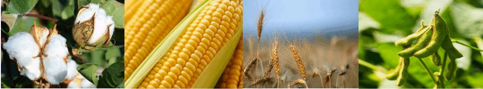 31commodities for website.gif