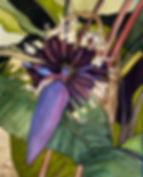 Banana Bloom.jpeg