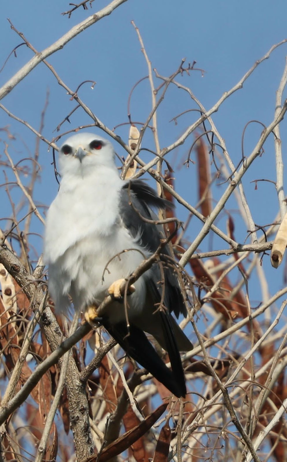 Zambezi Gorge birding