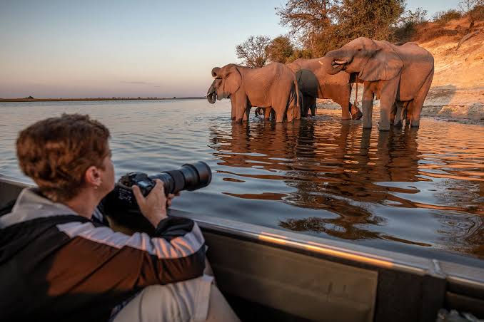Wildlife viewing during Chobe National Park afternoon boat safari