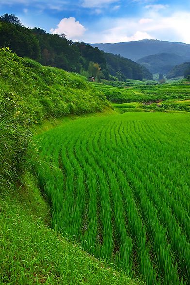 landscape_00180.jpg