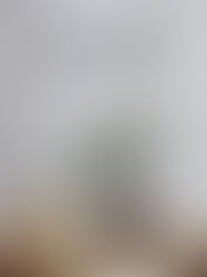 森林集市 | 植物及植木陶缽展