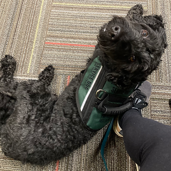 A black Australian Labradoodle wearing a forest green service dog vest lying at his handlers feet looking up at them alert.