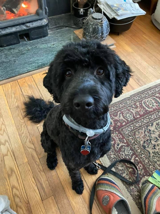 A black Australian Labradoodle is sitting on a hardwood floor, looking up sweetly at the camera.