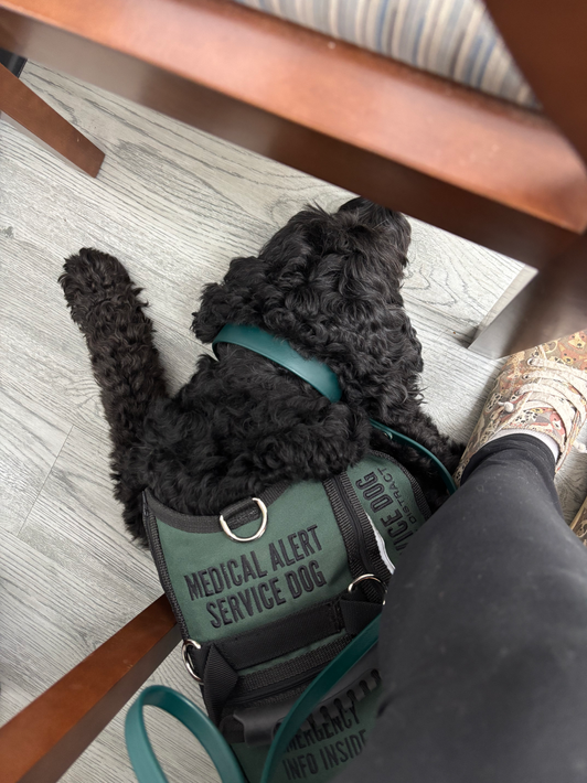 Medium-sized black Australian Labradoodle with a forest green service dog vest that says "Medical Alert Service Dog" on the top of the vest above a small handle, lying tucked under his handler's legs and between the bottom of the chair his handler is sitting in.