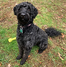 Bodhi, a medium black Australian Labradoodle sitting in the grass looking up at the camera.