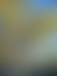 A yellow kōwhai tree in front of New Zealand Parliament.