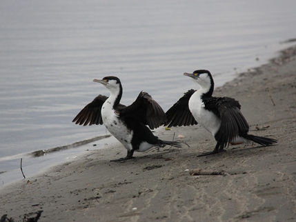 Pied Cormorants at Waikanae Estuary on the Kāpiti Coast