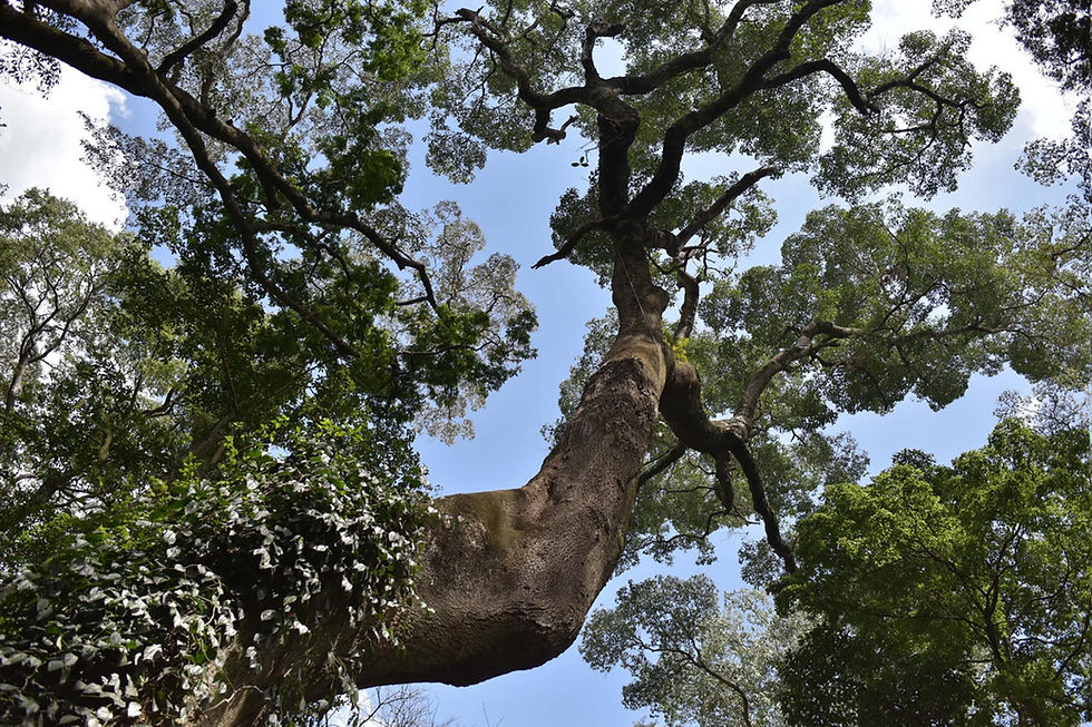 trees planted by Eco2librium