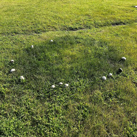 Lawn Disease Control