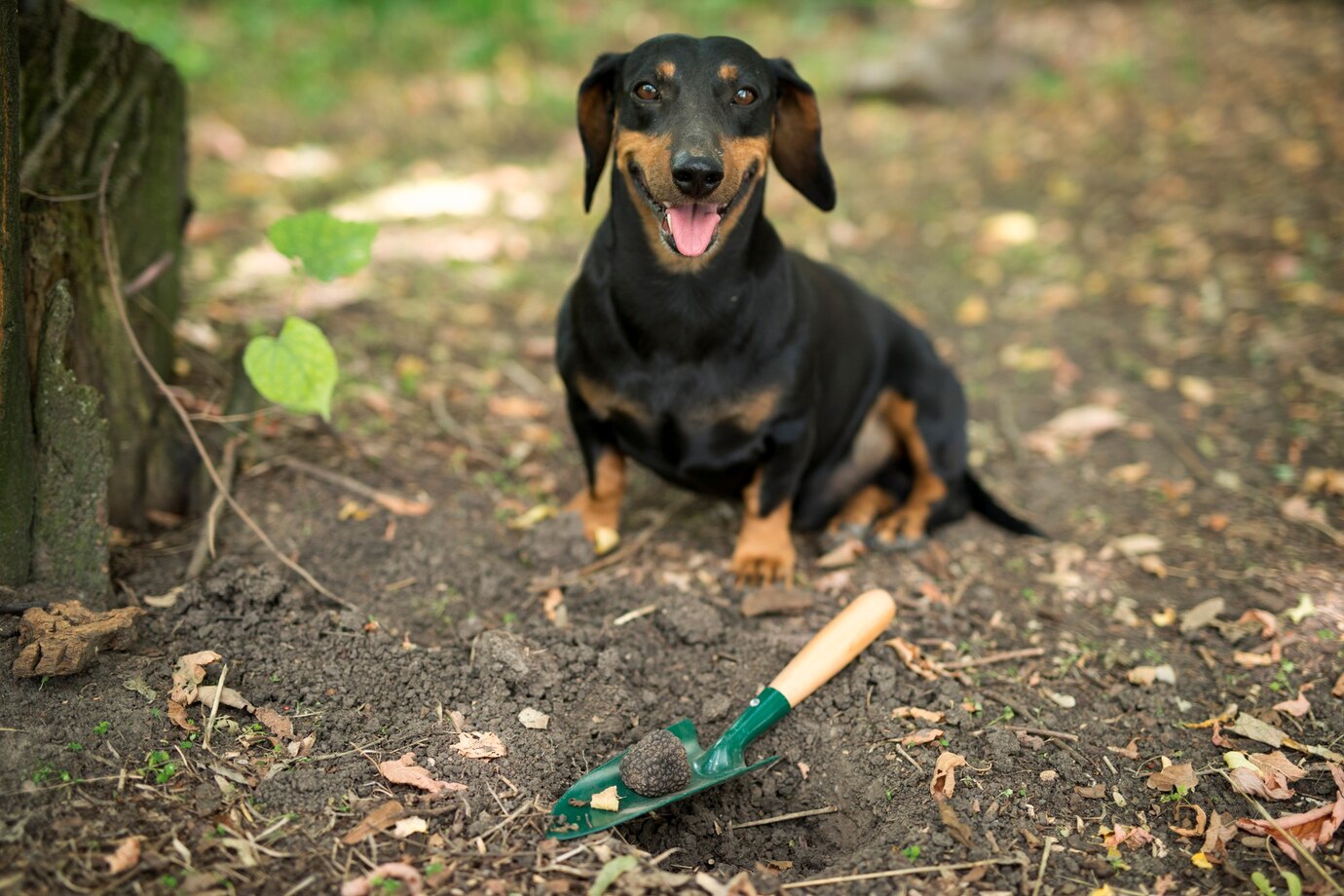 Dog waiting in a clean outdoor space after poop pickup service