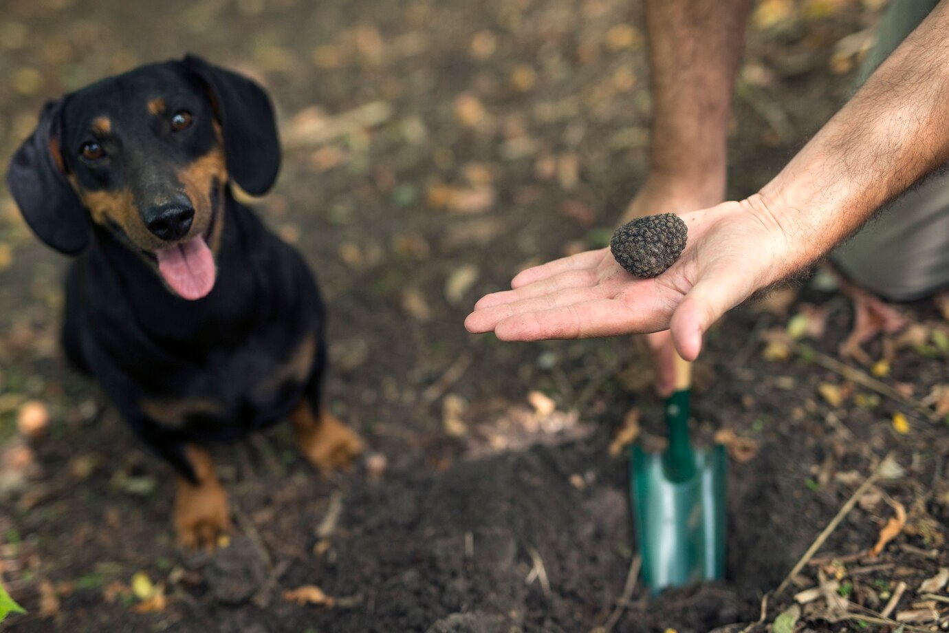 Pet waste technician cleaning up after dog using scoop and biodegradable bag