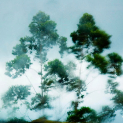 Les arbres dans le vent 