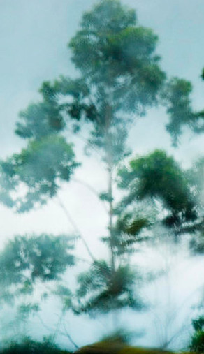 Les arbres dans le vent