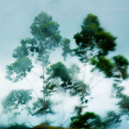 Trees in the Wind 