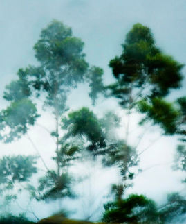 Trees in the Wind 
