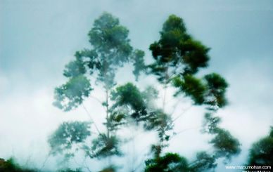Trees in the Wind