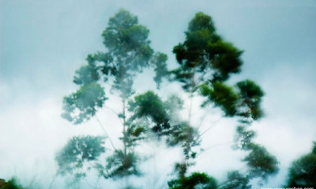 Les arbres dans le vent 