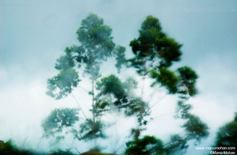 Trees in the Wind 