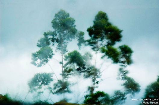 Trees in the wind