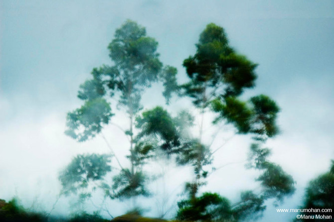 Wild Winds Dust and Pollen