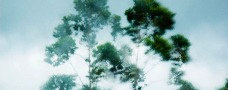 Trees in the wind