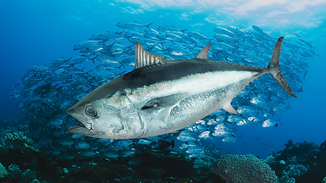 ryukyu_maguro2_3-1534x864.png