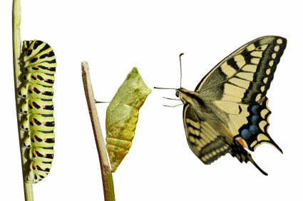 Papillon-changement.gif