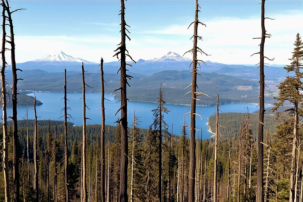 add lake and mountaitain scape in background in the forefront show some burned trees recov