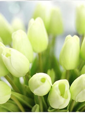 Луковица тюльпана Clear Water 14+ (1шт)