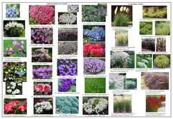 7 Фото растений 2.5