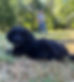 blk ppy_edited.jpg